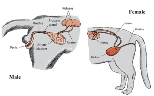 cat reproductive system