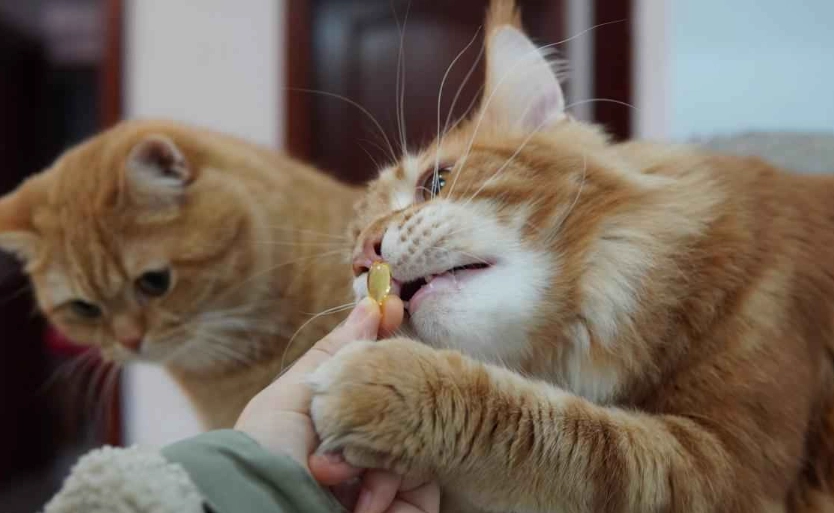 cat too much fish oil cat too much fish oil