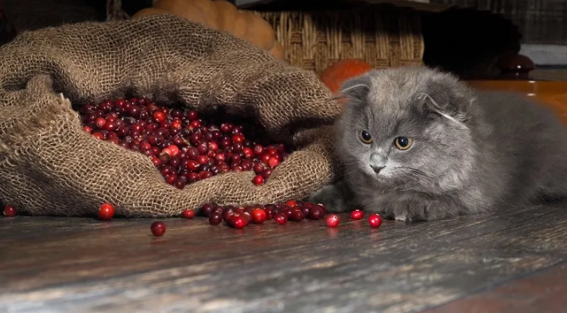 how much cranberry is safe for cats