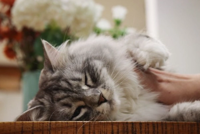 cat spraying behavior