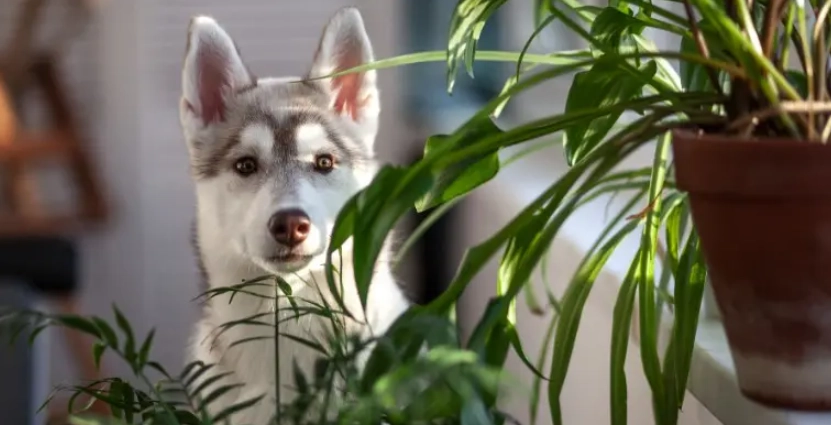 Bromeliads safe for dogs Bromeliads safe for dogs