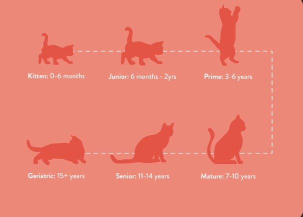 kitten feeding schedule kitten feeding schedule
