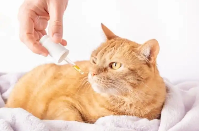 human fish oil for cats