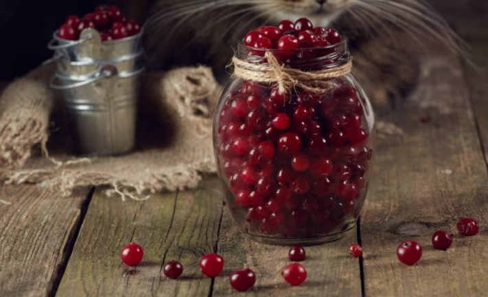 cranberry for cats UTI