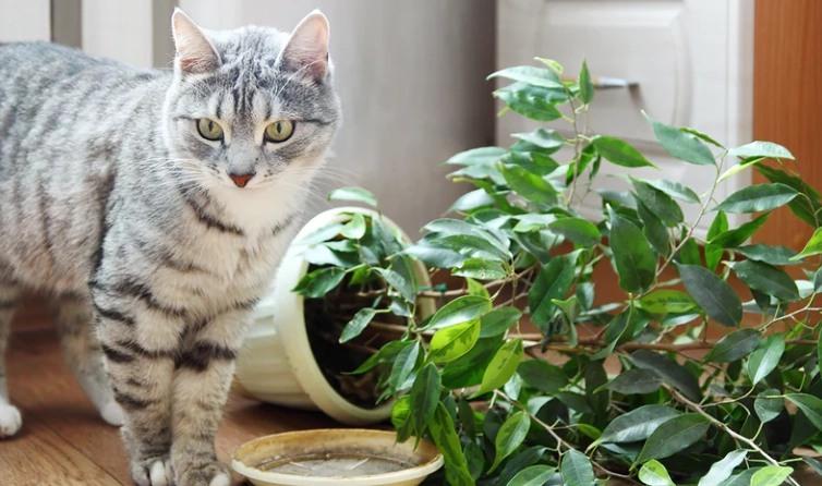 keep cat away from bromeliads