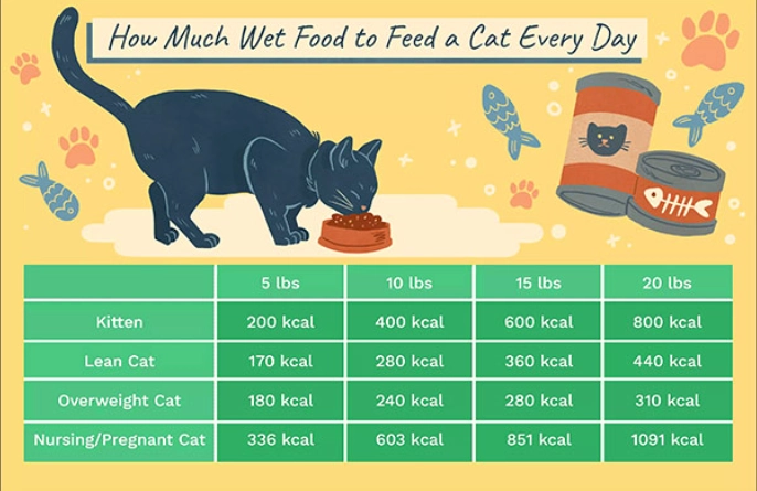 how much to feed a cat how much to feed a cat