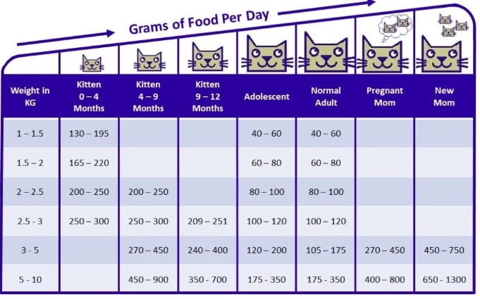 kitten feeding schedule kitten feeding schedule