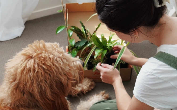 Bromeliads toxicity dogs Bromeliads toxicity dogs