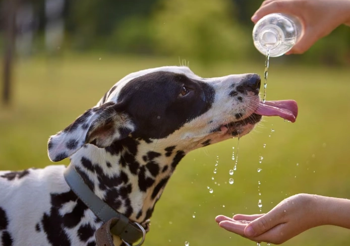 canine hyperthermia symptoms