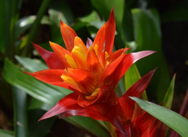 bromeliads poisonous