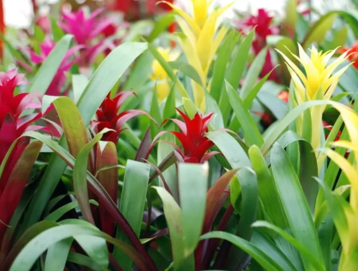 bromeliads poisonous