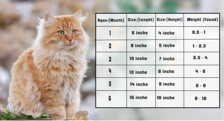 cat healthy weight kg