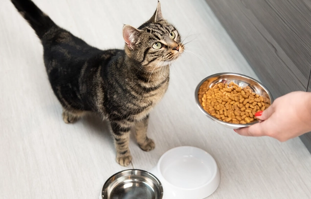 how much to feed a kitten