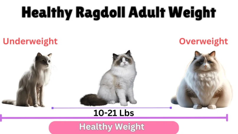 healthy cat weight