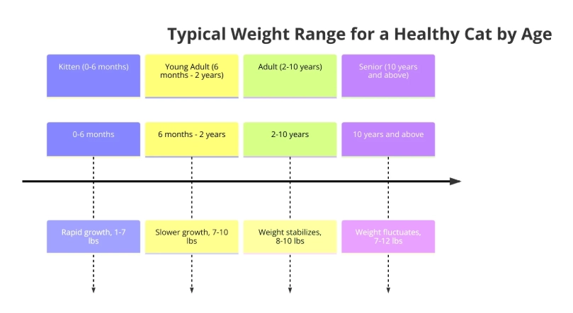cat weight chart by age cat weight chart by age