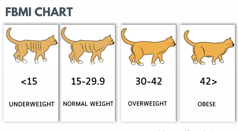 healthy cat weight healthy cat weight