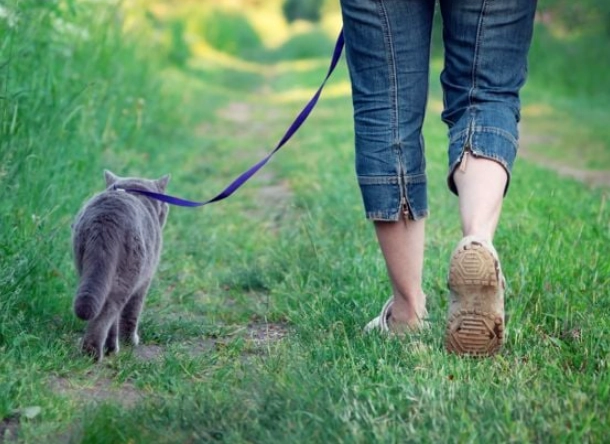 walking a cat