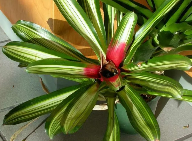 are bromeliads toxic to cats