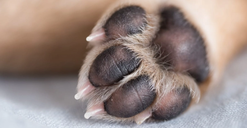 dog paw pad care