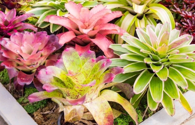 bromeliad pet safety