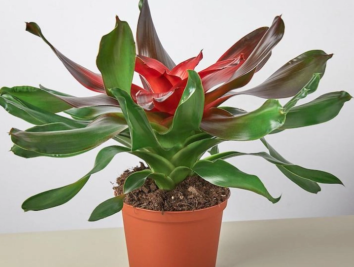 bromeliads poisonous