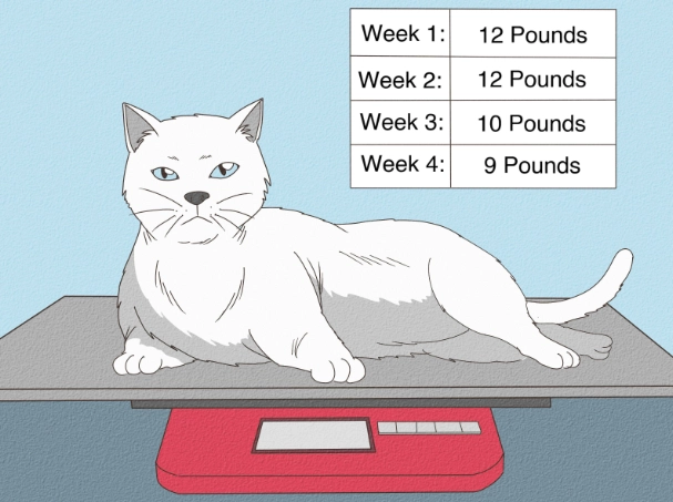 normal cat weight kg