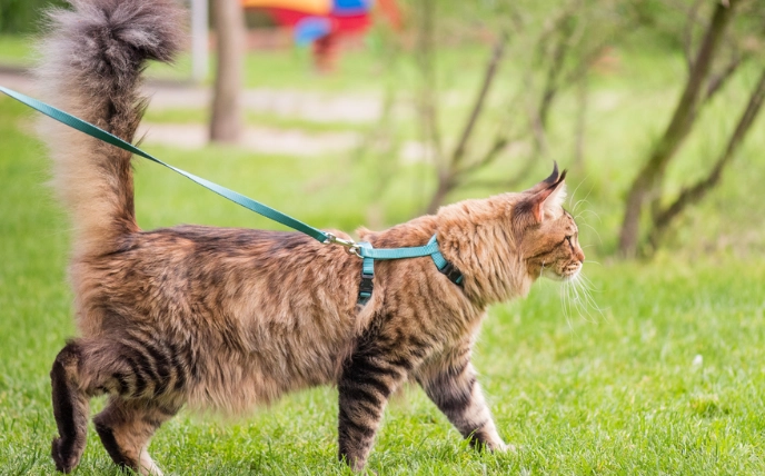 how to leash train a cat