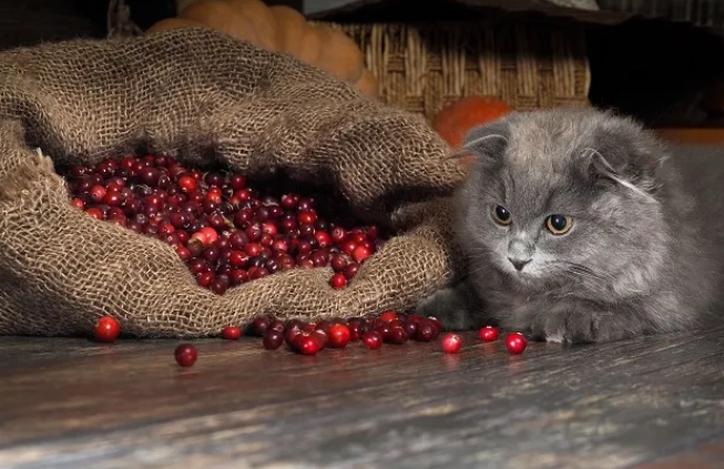 can cats eat cranberries