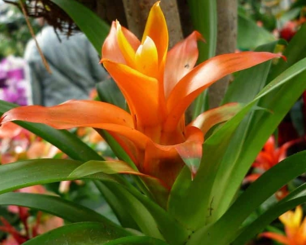 are bromeliads toxic to cats