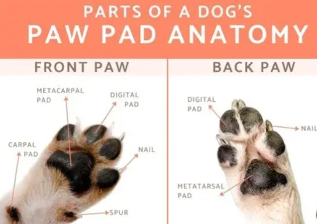 dog paw pads