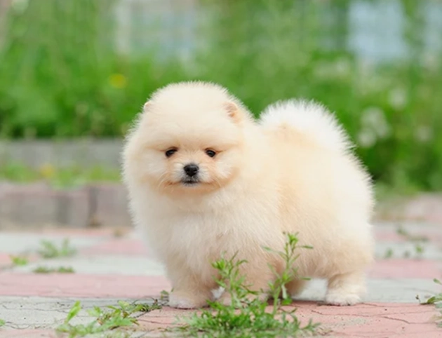 heat stroke in dogs treatment