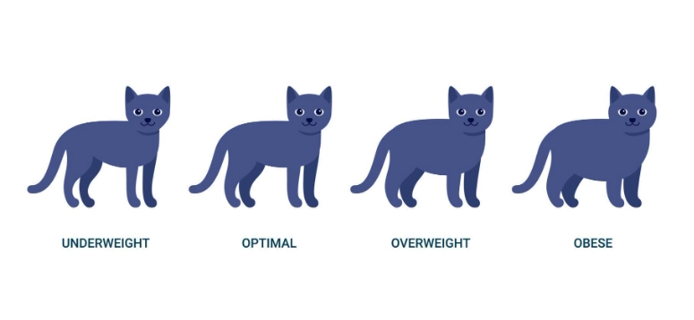 cat weight chart