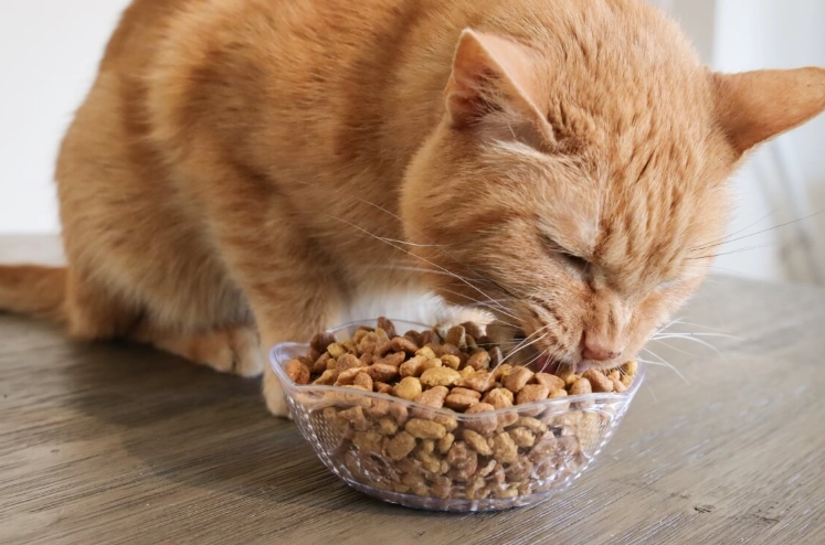 cat feeding chart by age