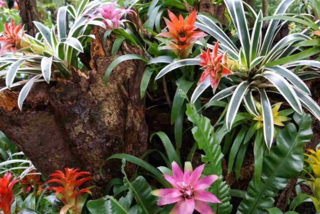 bromeliads toxic to cats