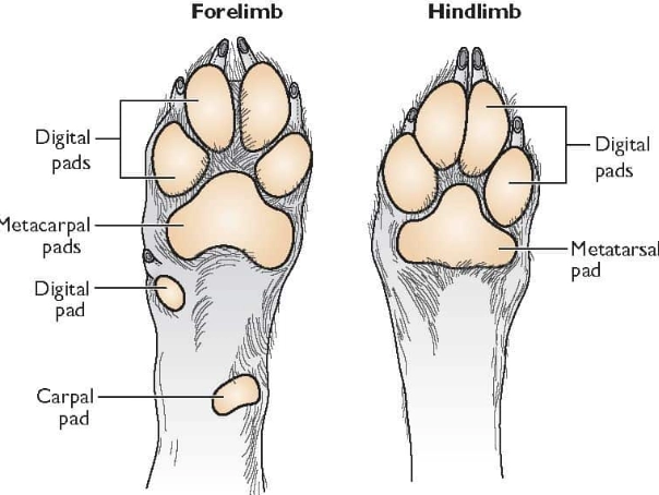 what are the pads on dogs' feet called