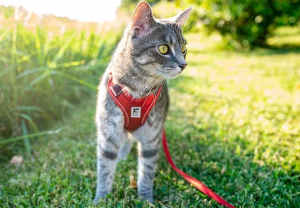 how to leash train a cat
