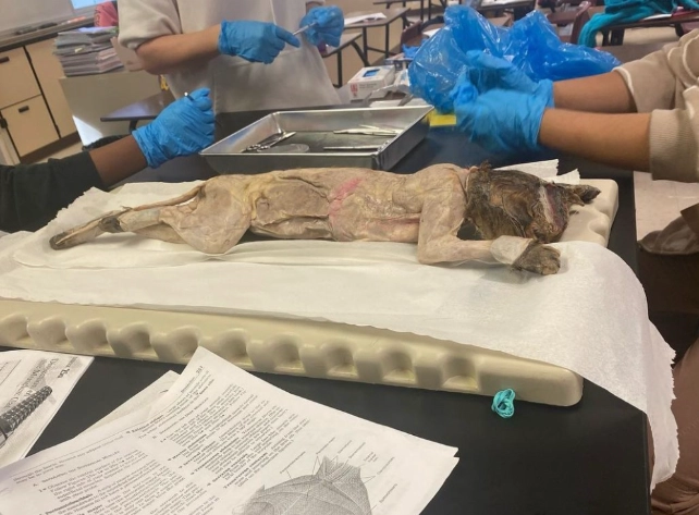 cat reproductive system