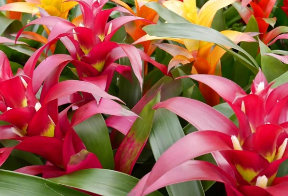 cat safe houseplants