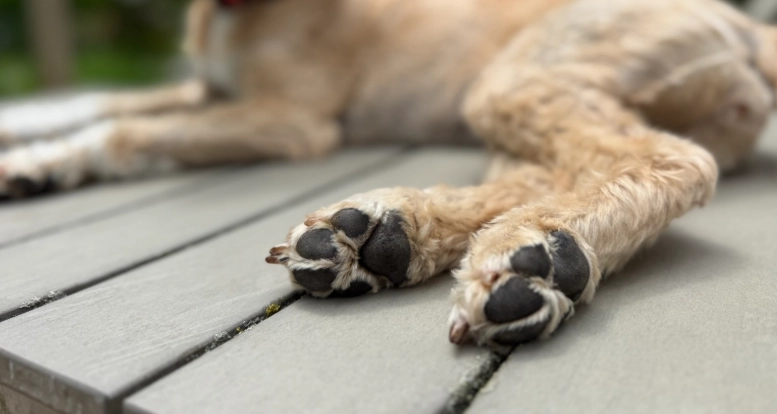 dog paw pad care