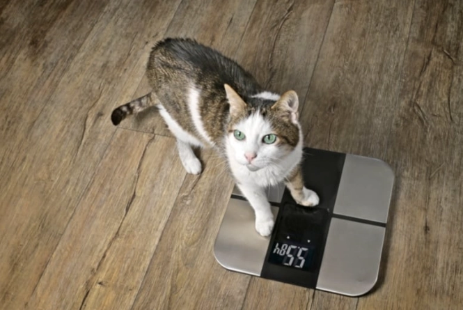 female cat weight