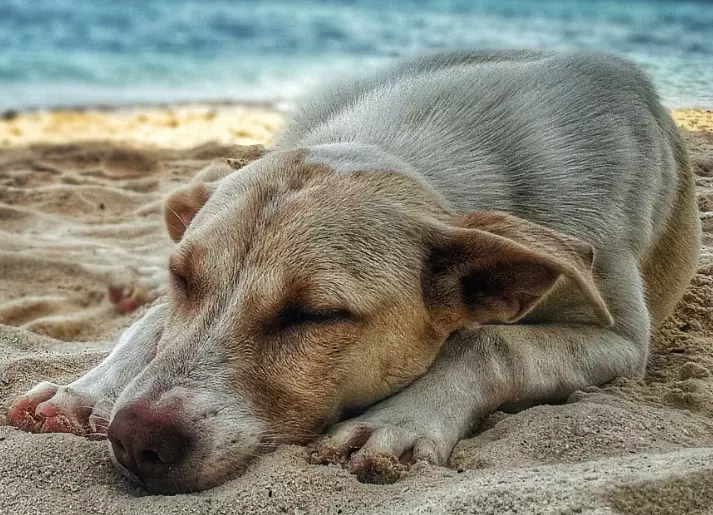 dog overheating signs