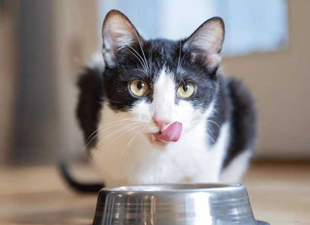 cat food portions by life stage