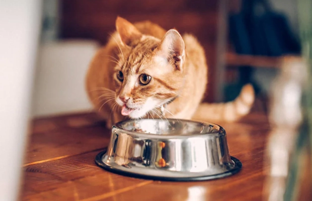 cat feeding chart by age