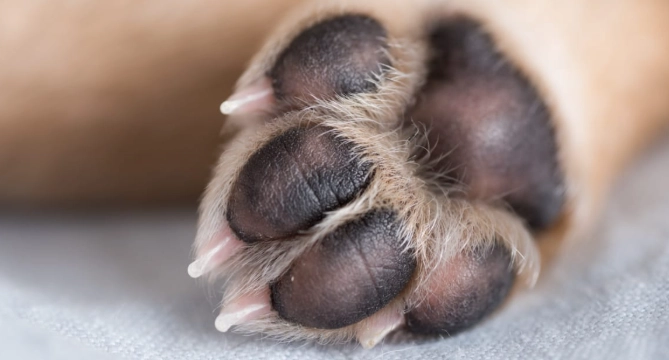 what are the pads on dogs' feet called