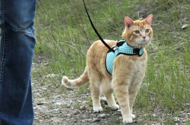 walking a cat