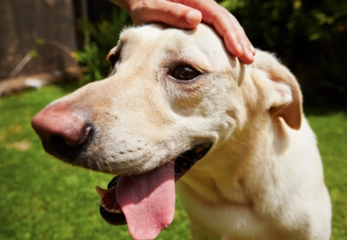 Heat exhaustion in dogs Heat exhaustion in dogs