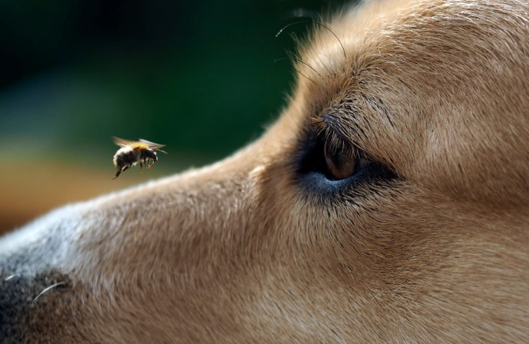 bee sting dog treatment bee sting dog treatment