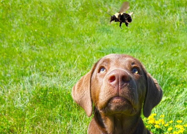 dog allergic reaction to bee sting dog allergic reaction to bee sting