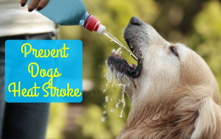 how to cool down a hot dog