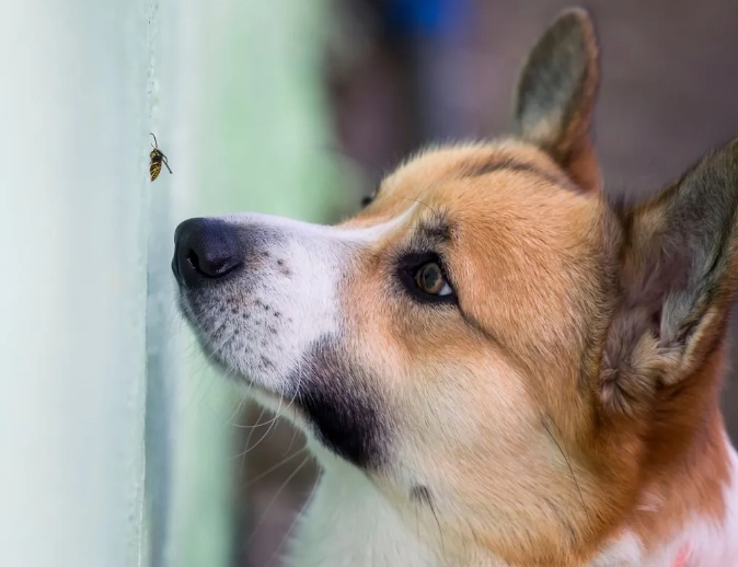 benadryl for dogs bee sting